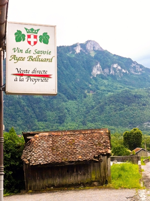 Homage to my neighbourhood Savoie vineyard