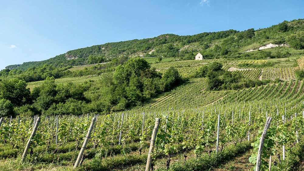 Montagnieu vineyard